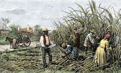 how are plantations similar to factoeiwa